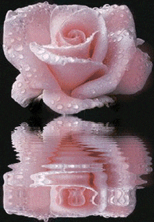 reflet rose rose perlée